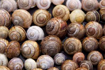 assorted color of snails